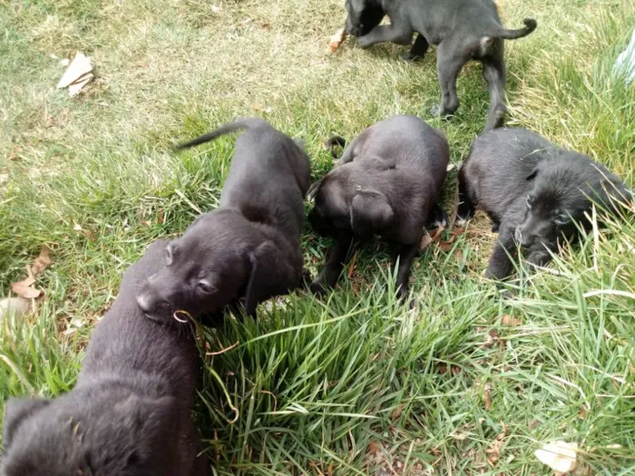 Cachorro ra a Weimaraner idade Abaixo de 2 meses nome Nao tem