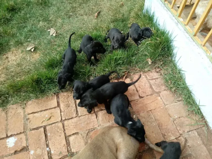 Cachorro ra a Weimaraner idade Abaixo de 2 meses nome Nao tem