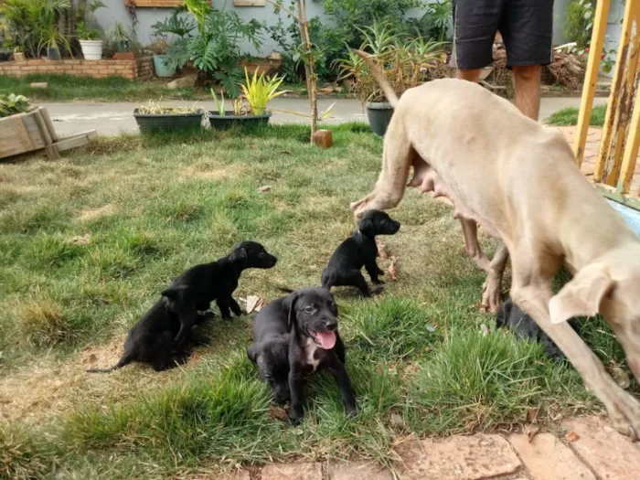 Cachorro ra a Weimaraner idade Abaixo de 2 meses nome Nao tem