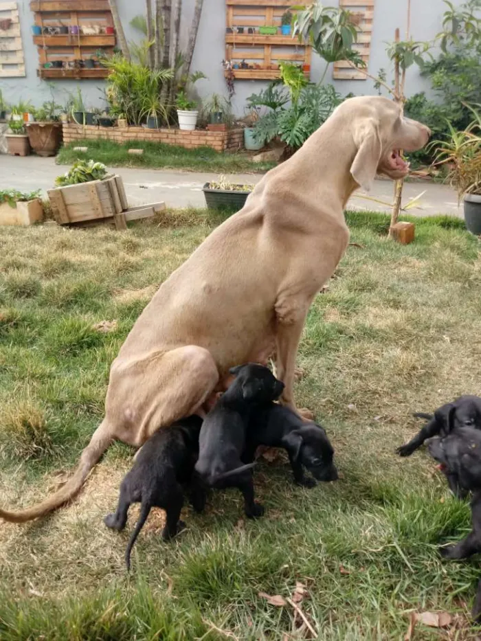 Cachorro ra a Weimaraner idade Abaixo de 2 meses nome Nao tem