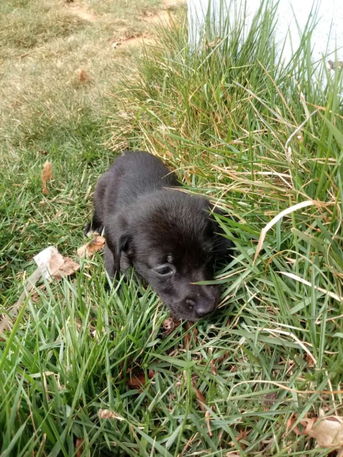 Cachorro ra a Weimaraner idade Abaixo de 2 meses nome Nao tem