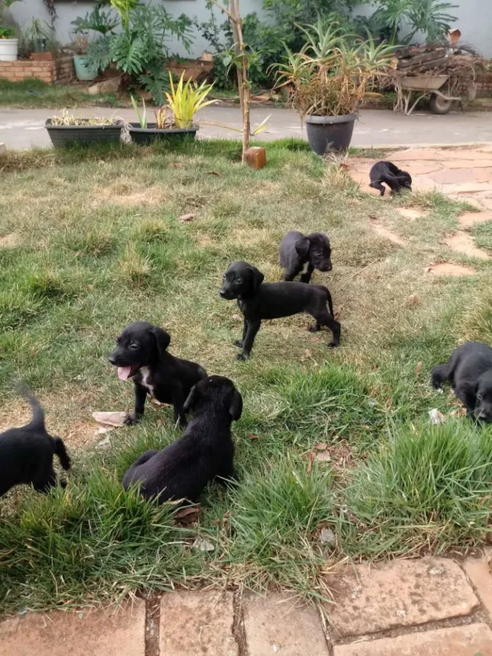 Cachorro ra a Weimaraner idade Abaixo de 2 meses nome Nao tem