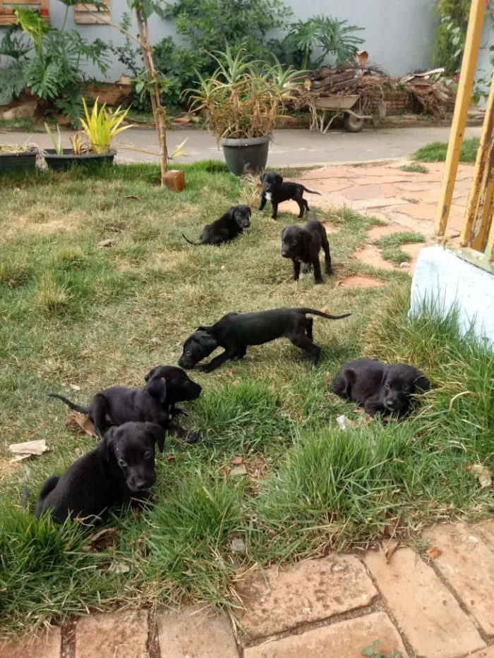 Cachorro ra a Weimaraner idade Abaixo de 2 meses nome Nao tem