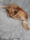 Apolo
