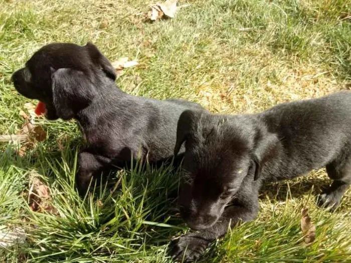 Cachorro ra a Weimaraner idade Abaixo de 2 meses nome Nao tem