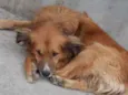 Apolo