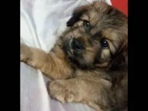 Cachorro raça Mistura de labrador com collie idade Abaixo de 2 meses nome Hichan