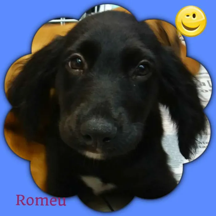 Cachorro ra a srd idade 2 a 6 meses nome Romeu 
