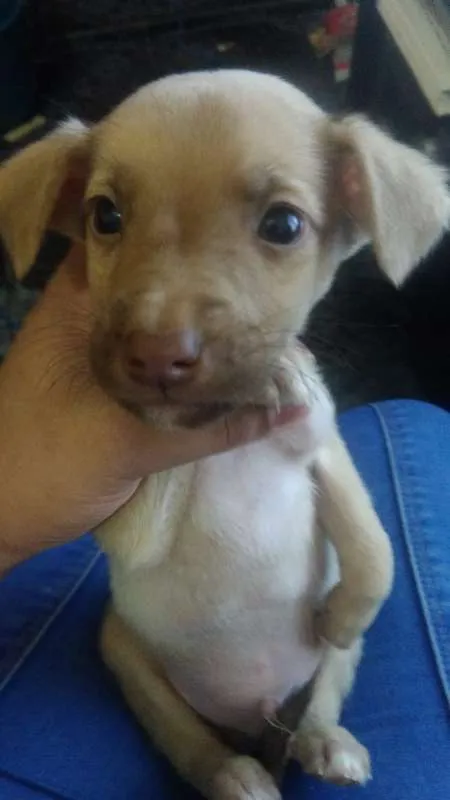 Cachorro ra a SRD idade 2 a 6 meses nome Sem Nome