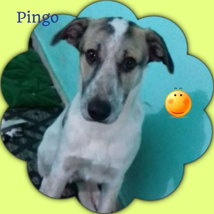 Cachorro ra a SRD idade 7 a 11 meses nome Pingo 