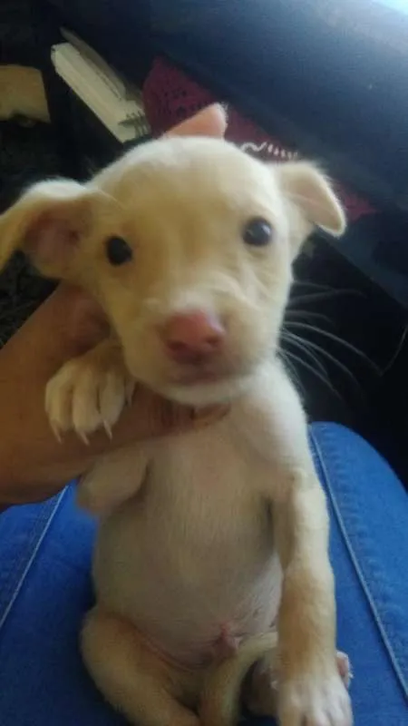 Cachorro ra a SRD idade 2 a 6 meses nome Sem Nome