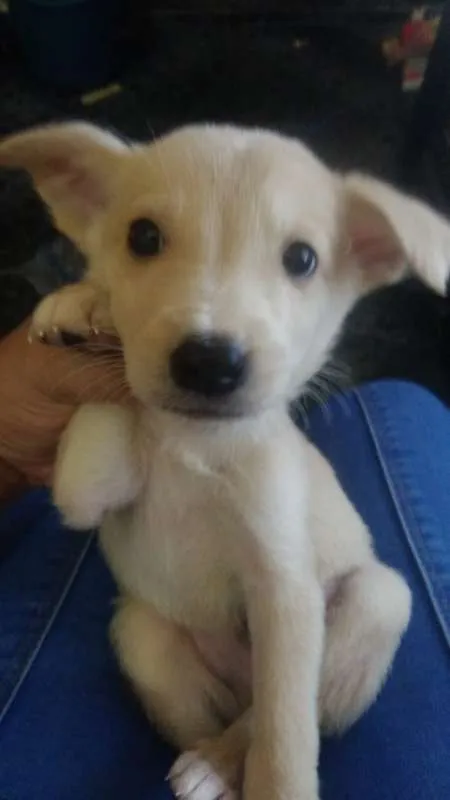 Cachorro ra a SRD idade 2 a 6 meses nome Sem Nome
