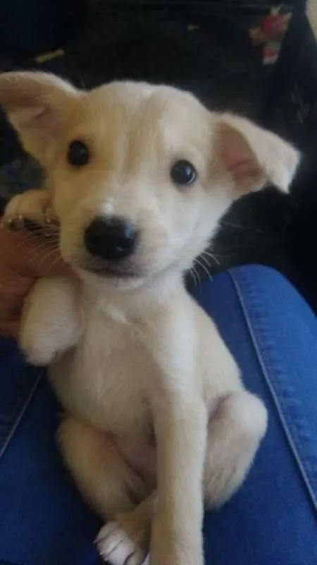Cachorro ra a SRD idade 2 a 6 meses nome Sem Nome