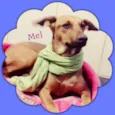 Mel