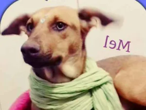 Cachorro raça SRD idade 2 anos nome Mel 