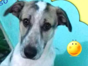 Cachorro raça SRD idade 7 a 11 meses nome Pingo 