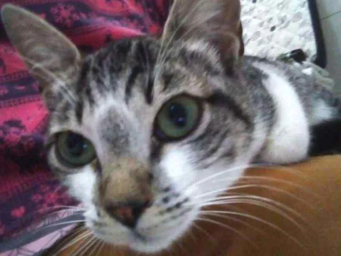 Gato ra a  idade 7 a 11 meses nome July