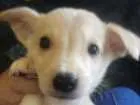 Cachorro raça SRD idade 2 a 6 meses nome Sem Nome