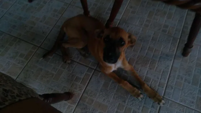 Cachorro ra a Vira lata idade 2 a 6 meses nome Docinho