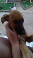 Docinho