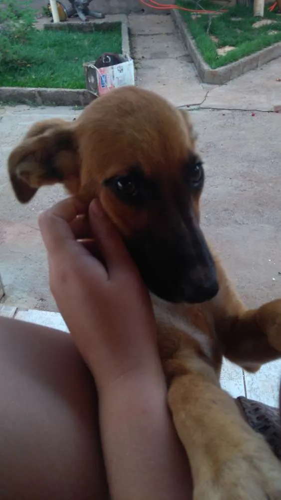 Cachorro ra a Vira lata idade 2 a 6 meses nome Docinho