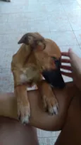 Docinho