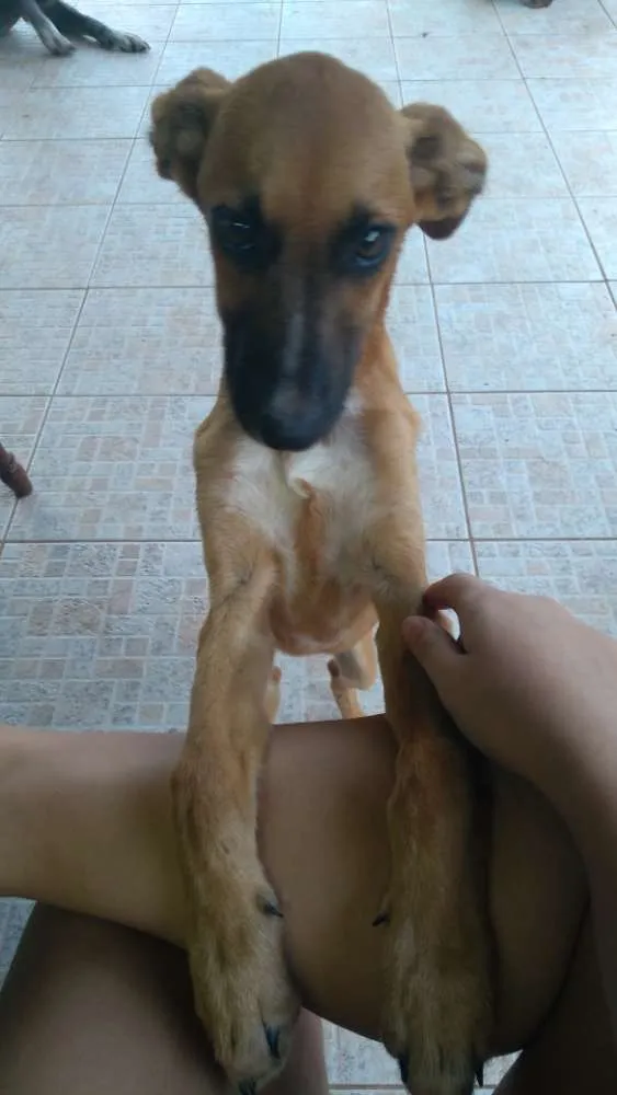 Cachorro ra a Vira lata idade 2 a 6 meses nome Docinho