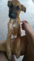 Docinho