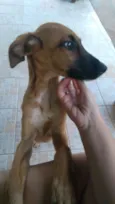 Docinho
