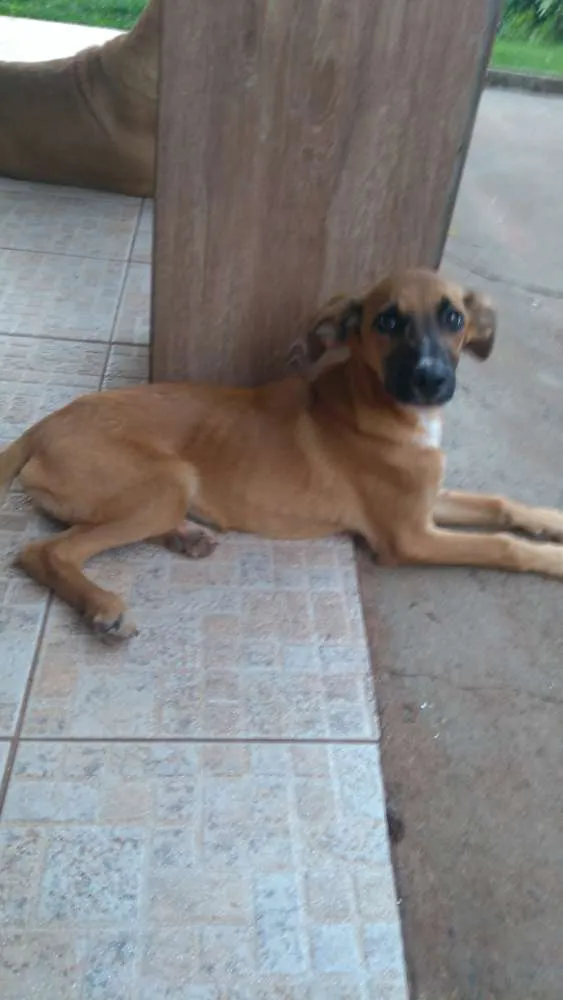 Cachorro ra a Vira lata idade 2 a 6 meses nome Docinho