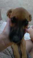 Docinho