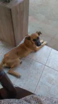 Docinho