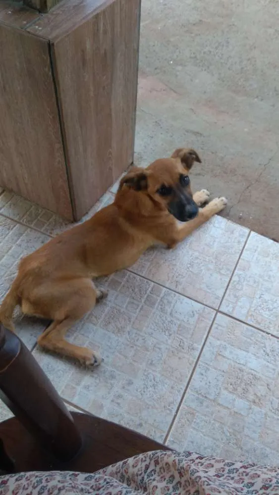 Cachorro ra a Vira lata idade 2 a 6 meses nome Docinho