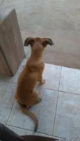 Docinho