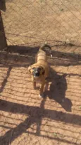 Docinho