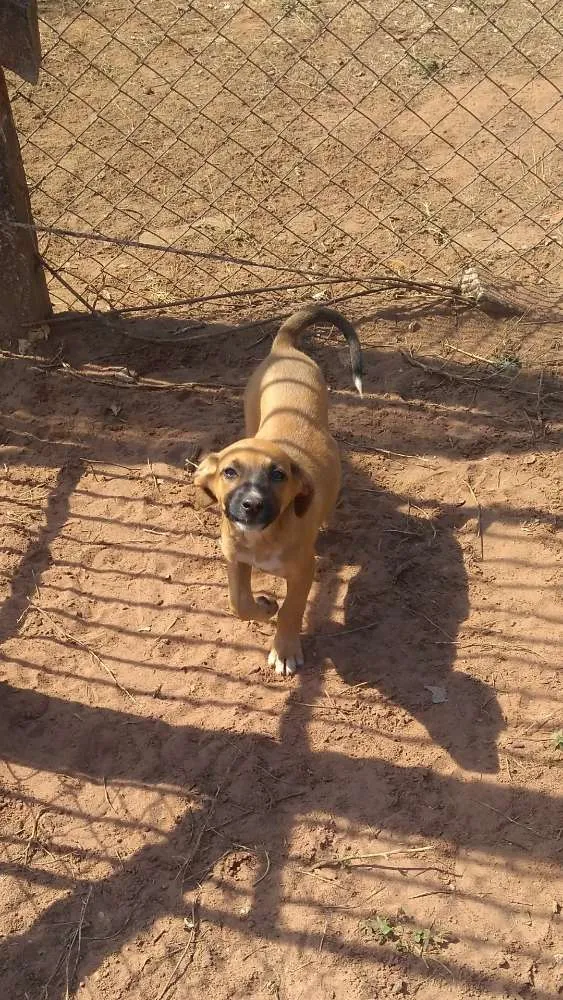 Cachorro ra a Vira lata idade 2 a 6 meses nome Docinho