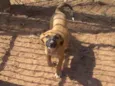 Docinho