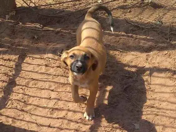 Cachorro ra a Vira lata idade 2 a 6 meses nome Docinho