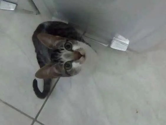 Gato ra a  idade 7 a 11 meses nome July