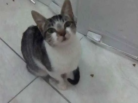 Gato ra a  idade 7 a 11 meses nome July