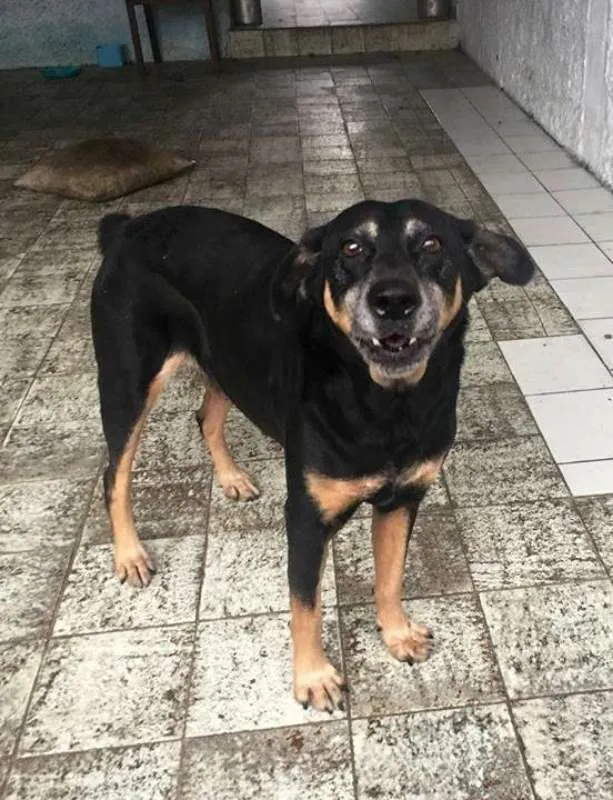 Cachorro ra a  idade 6 ou mais anos nome Órfã