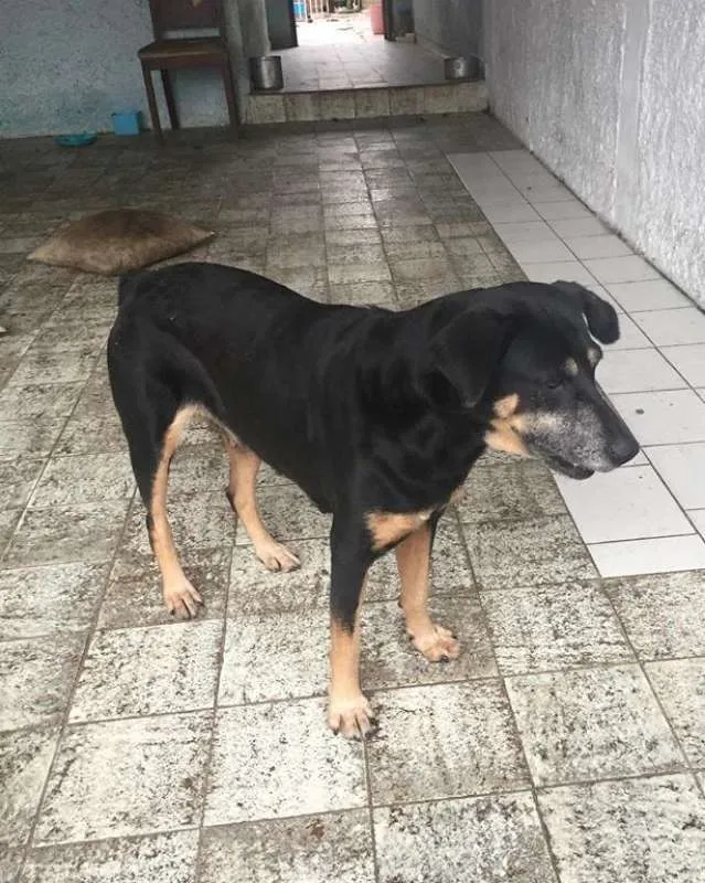Cachorro ra a  idade 6 ou mais anos nome Órfã