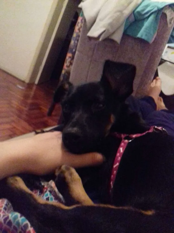 Cachorro ra a vira lata idade 7 a 11 meses nome Dory