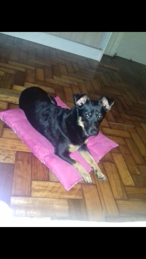 Cachorro ra a vira lata idade 7 a 11 meses nome Dory
