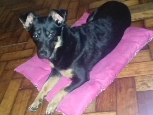 Cachorro ra a vira lata idade 7 a 11 meses nome Dory