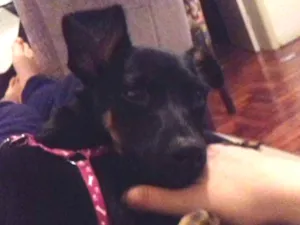 Cachorro raça vira lata idade 7 a 11 meses nome Dory