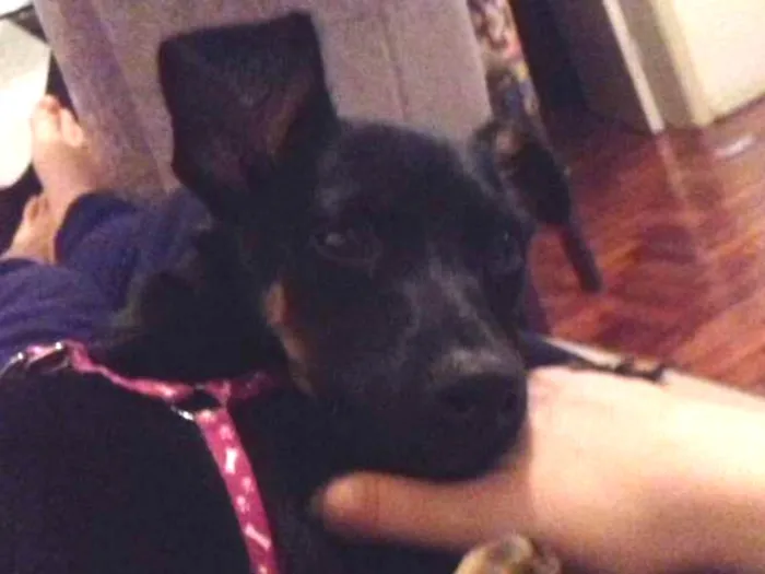 Cachorro ra a vira lata idade 7 a 11 meses nome Dory