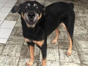 Cachorro raça  idade 6 ou mais anos nome Órfã