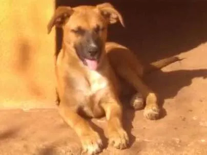Cachorro ra a Vira lata idade 2 a 6 meses nome Docinho