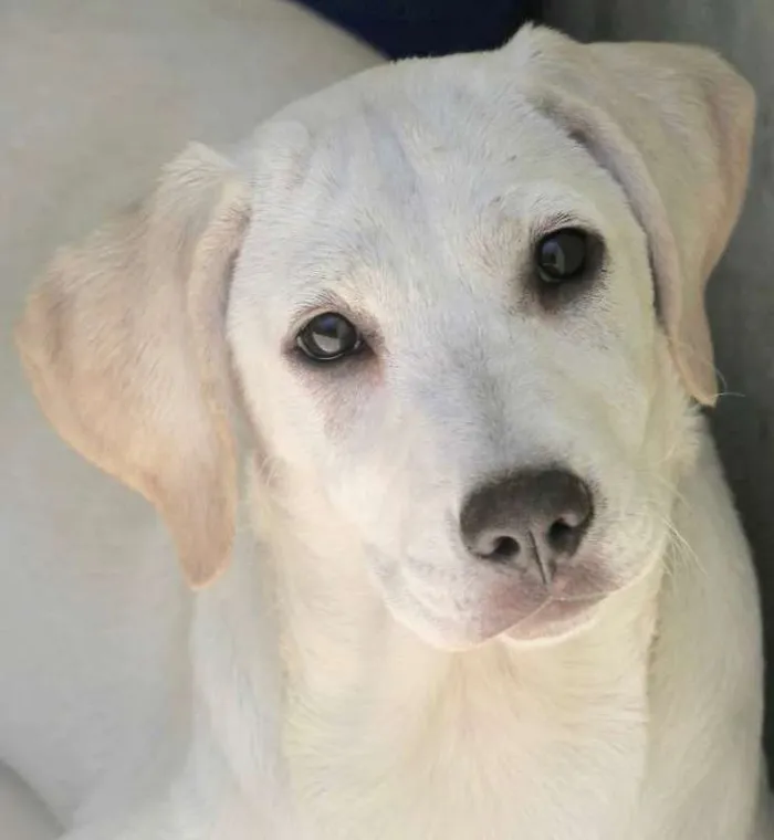 Cachorro ra a  idade 2 a 6 meses nome Safira Filhote
